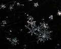 Jewels of the Night