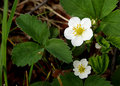 Wild Strawberry Blossoms