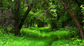Into the Woods