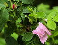 Alberta's Wild Rose