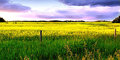 Canola at Sunset