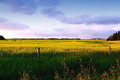 Golden Fields 2