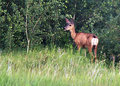 Mule Deer
