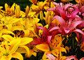 Lilies