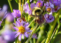 Just Another Bee
