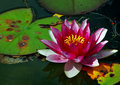 Water Lily 