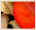 Autumn Leaves - Up Close and Personal