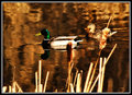 Mallard Drake and Hen