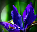 Flower Spirits