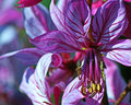 Pinkish
