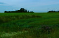 Field of Green with Flowers