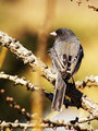 Dark-eyed Junco