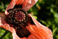 Poppy Seed Pod