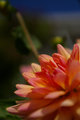 Dainty Dahlia