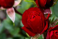 Miniature Roses