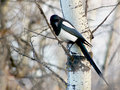 Magpie