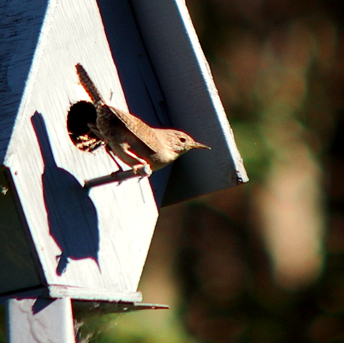 House Wren