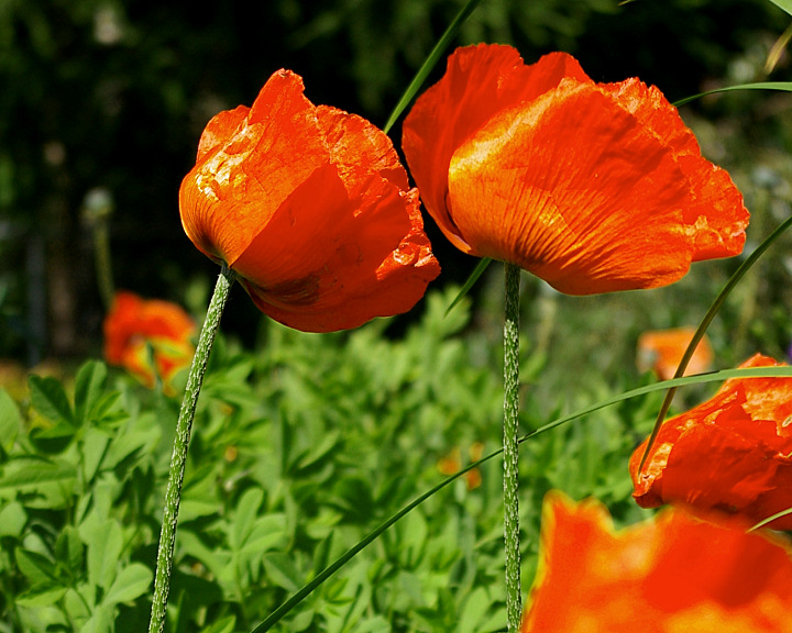 Poppies