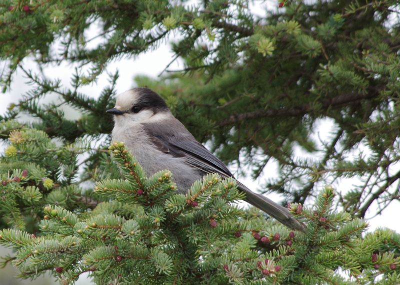 Grey Jay