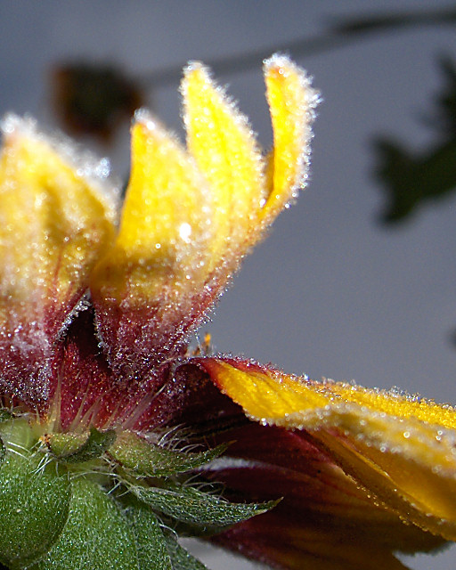 Early Morning Frost