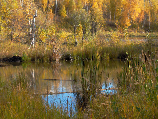Bull Rushes