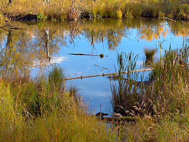 Reflecting Pond - Framed Landscape