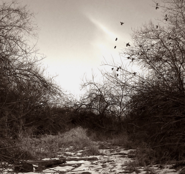 Waxwing Flock