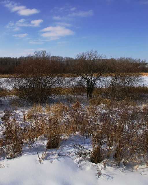 Winter Shadows