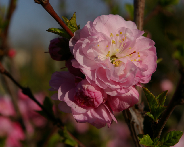 Double Flowering Plum
