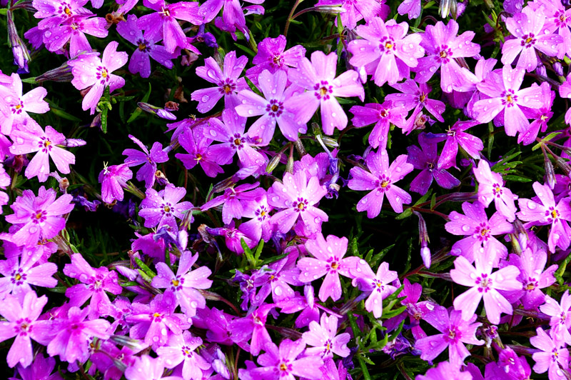 Moss Phlox