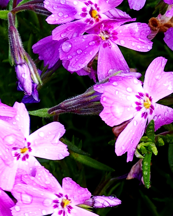 Pink Phlox
