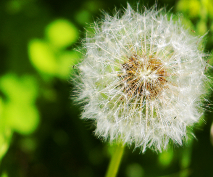 Dandelion