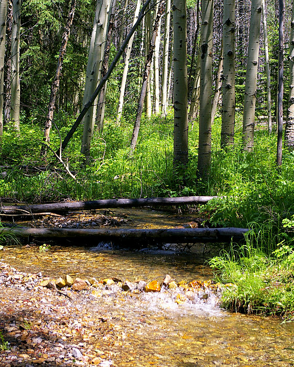 Little Mountain Stream