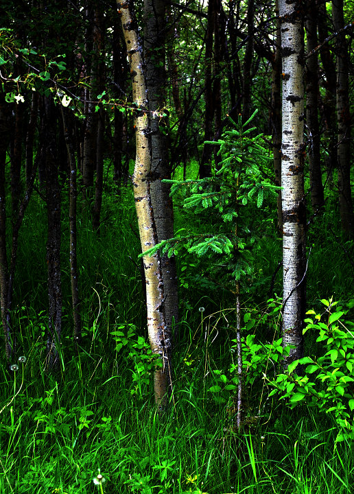 Poplar and Spruce Trees