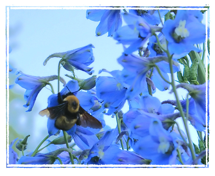 Blue Delphiniums and Friend