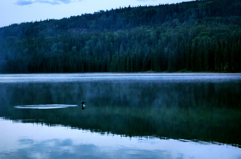 Misty Loon 2