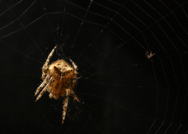 Jewel Spider