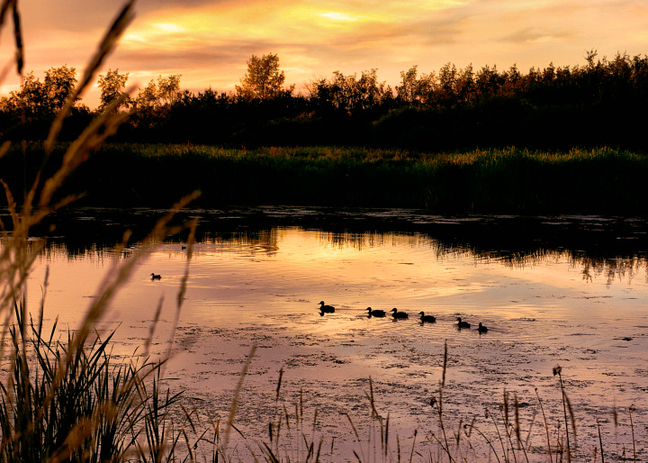 Sunset Ducks
