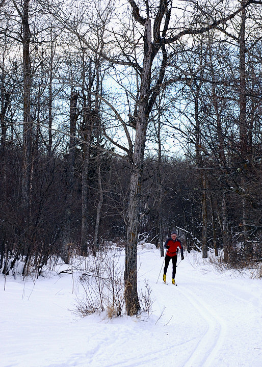 Cross Country Skier