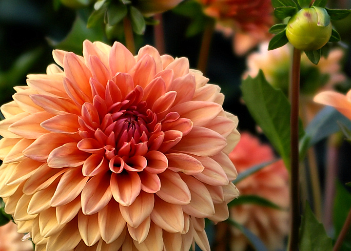Salmon Dahlia
