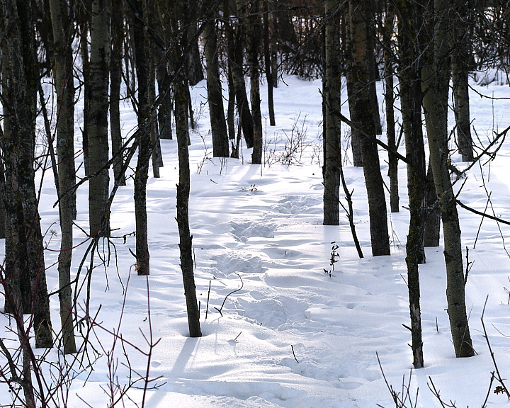 Deer Trail in the Snow