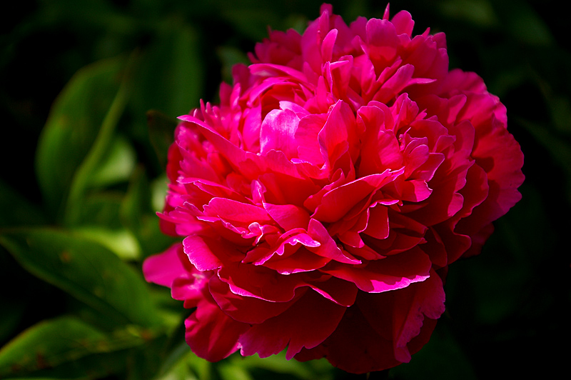 Peony