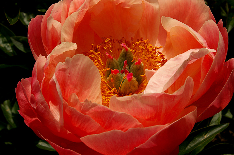 Open Peony