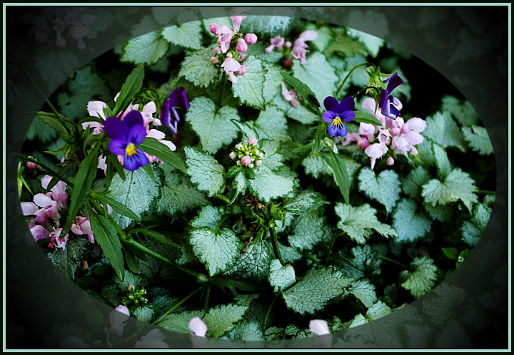 Day 3  -  Violas and Friends