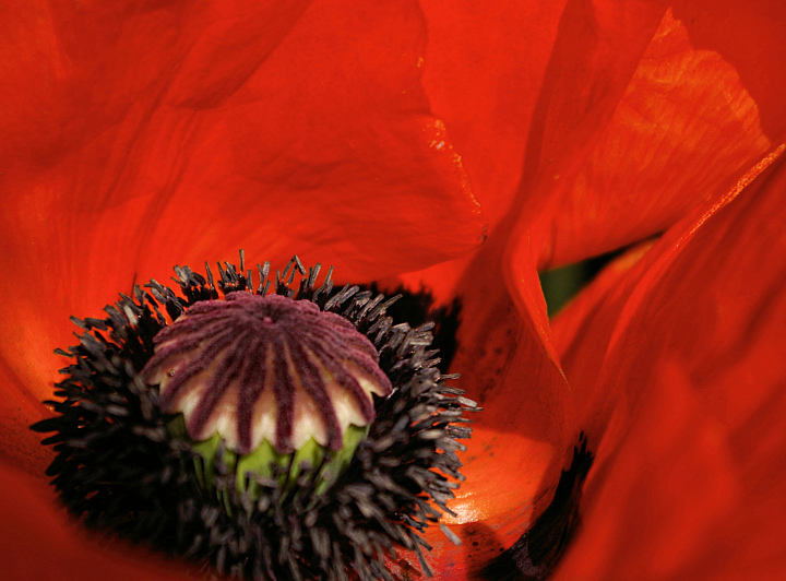 Inner Poppy