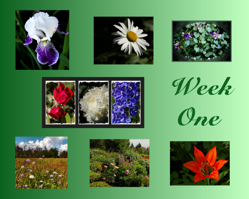 Collage 1 - Everything Floral