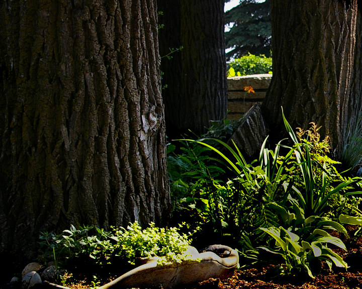 Day 15 - Under the Trees