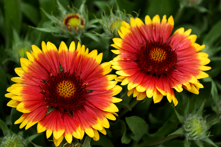 Day 17 - Gaillardia