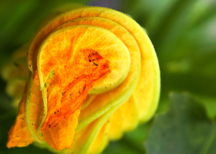 Day 19 - Zuchinni Blossom