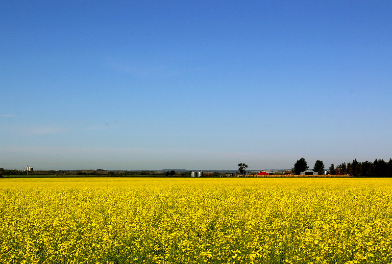 Day 27 - Canola in Bloom